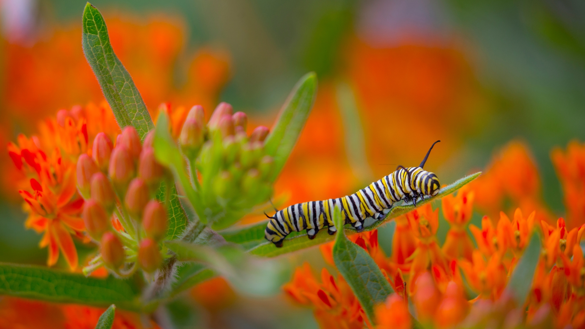 monarch butterfly larvae on a leaf