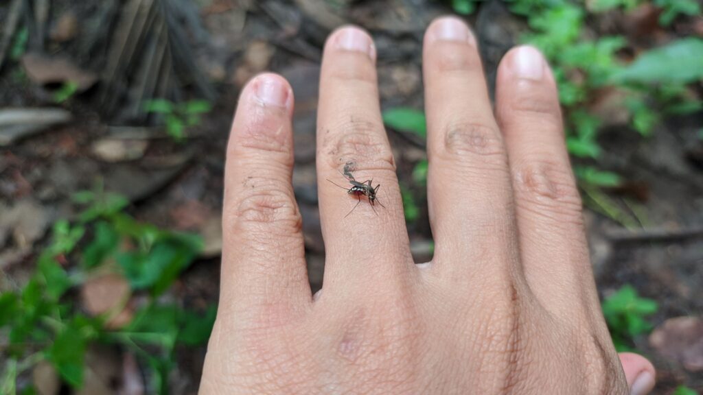 mosquito on a finger