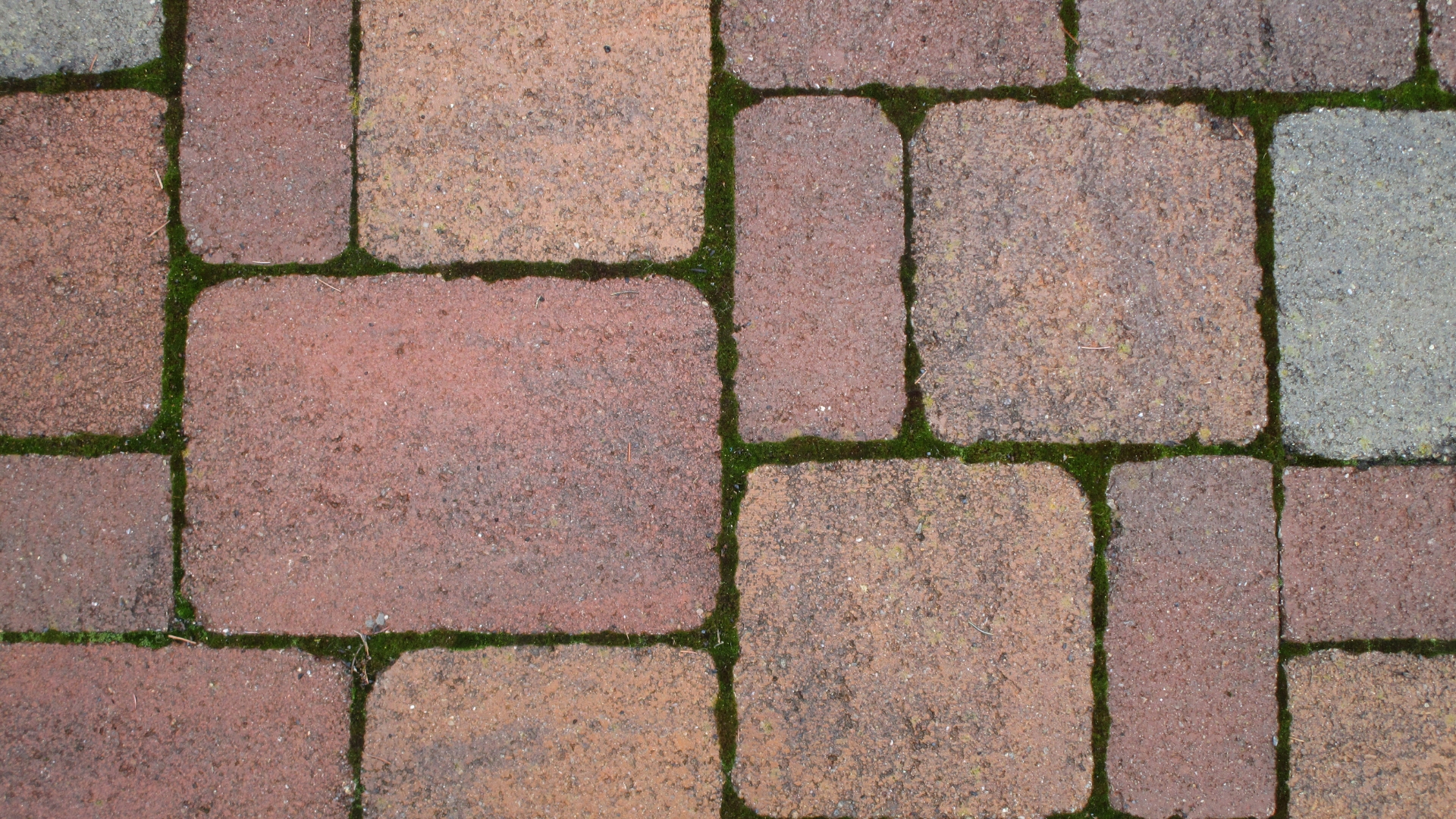 moss on patio