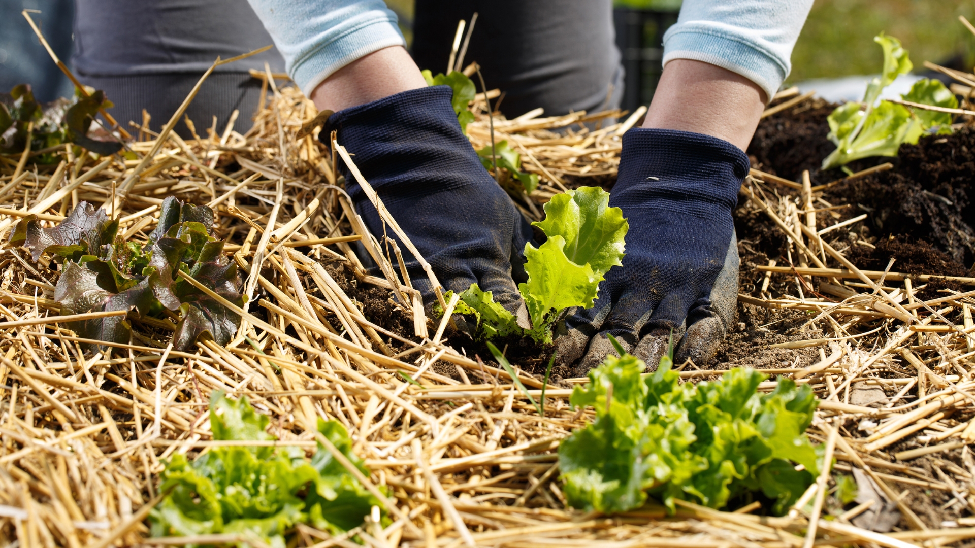 mulching seedling