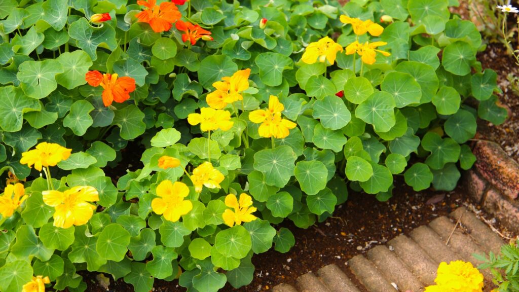 nasturtium plant