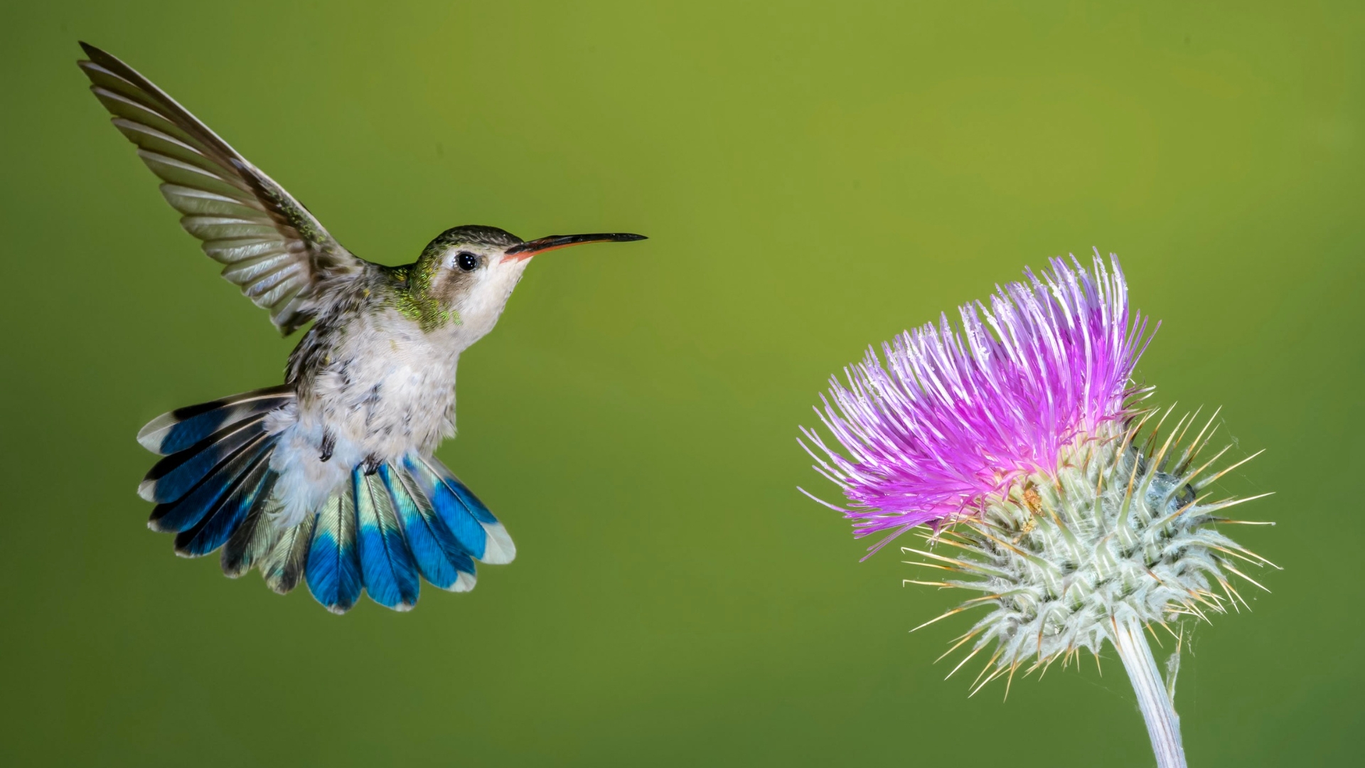 native thistle plant and hummingbird