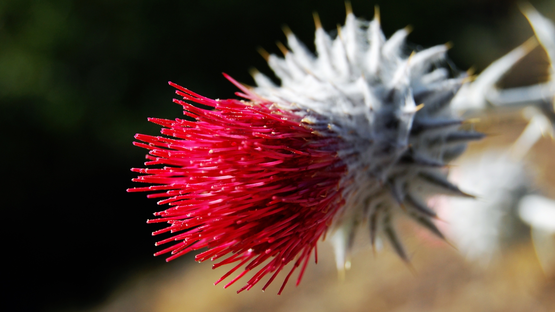 native thistle plant