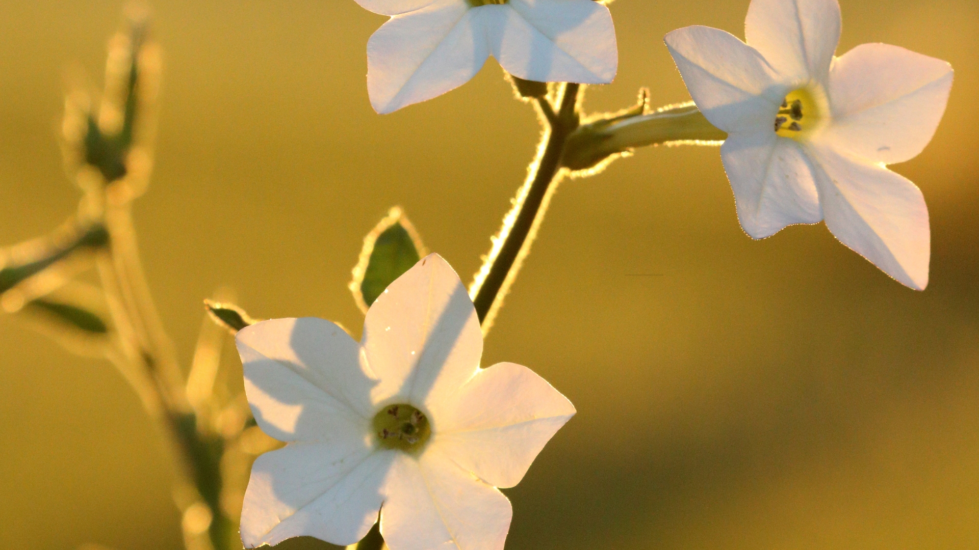 nicotiana