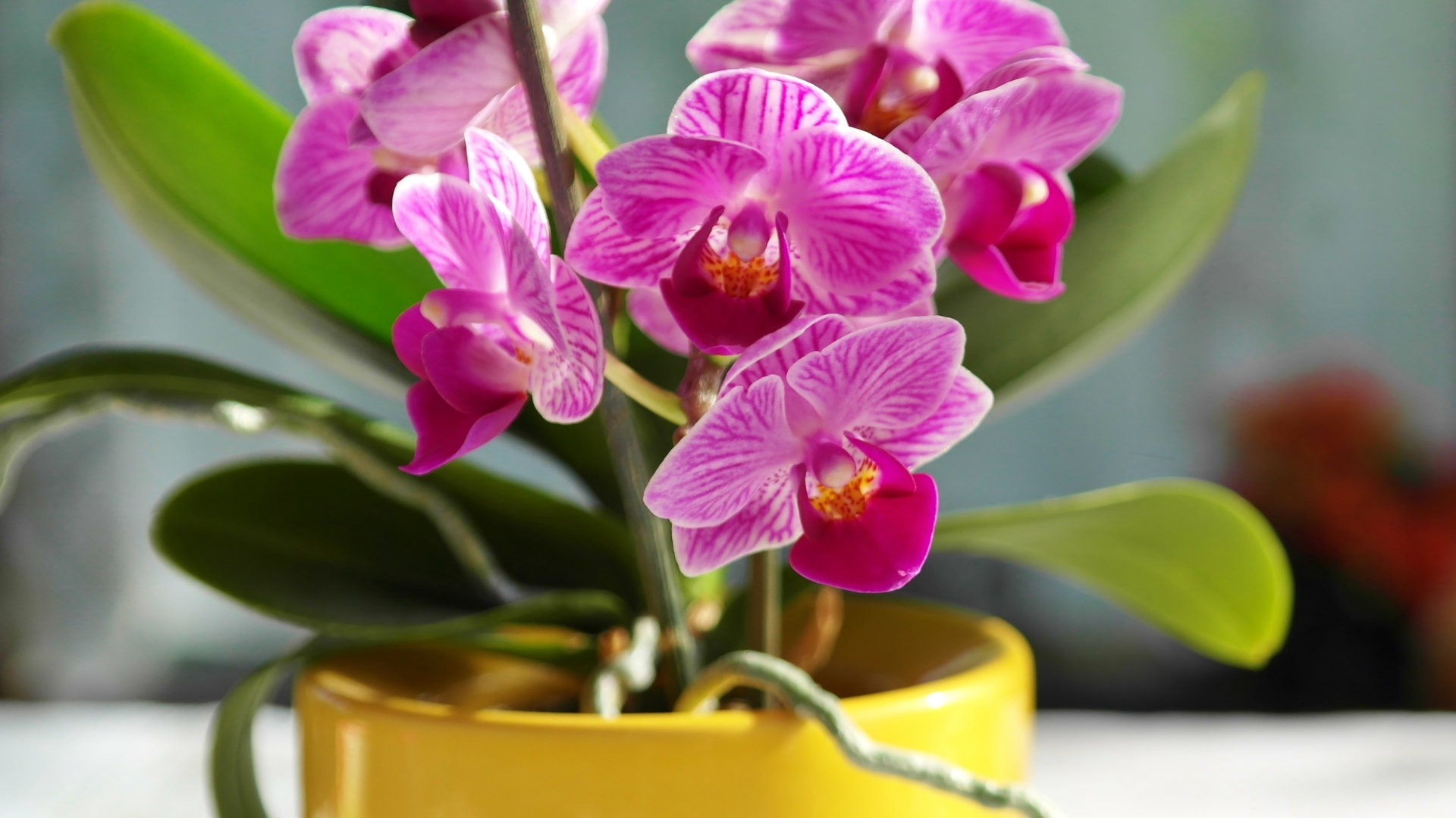 orchid flower