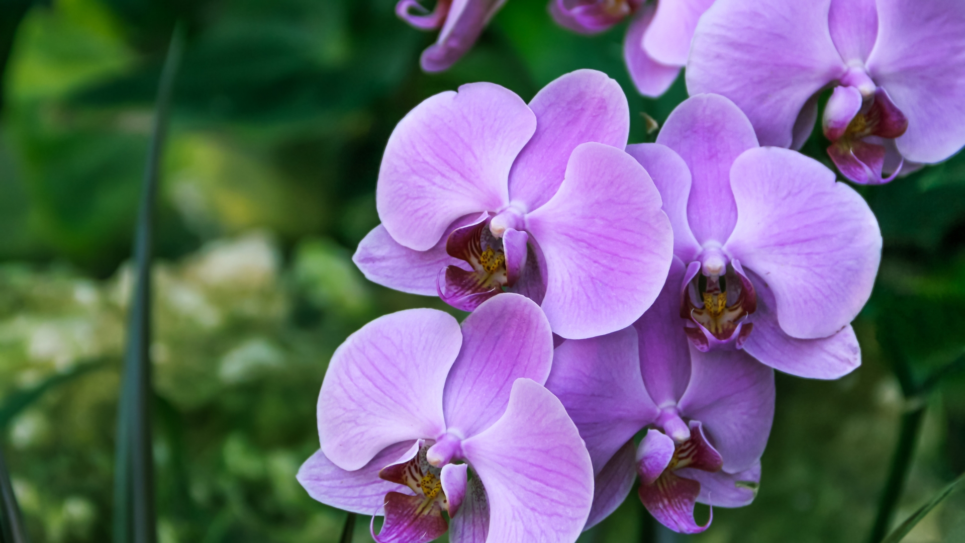 orchid in bloom