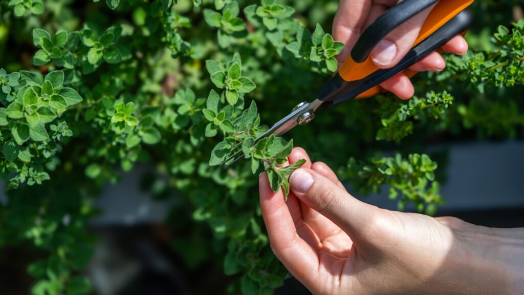 oregano plant