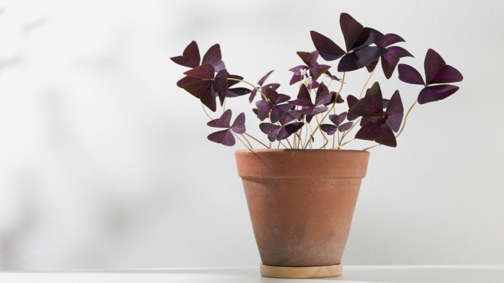 oxalis