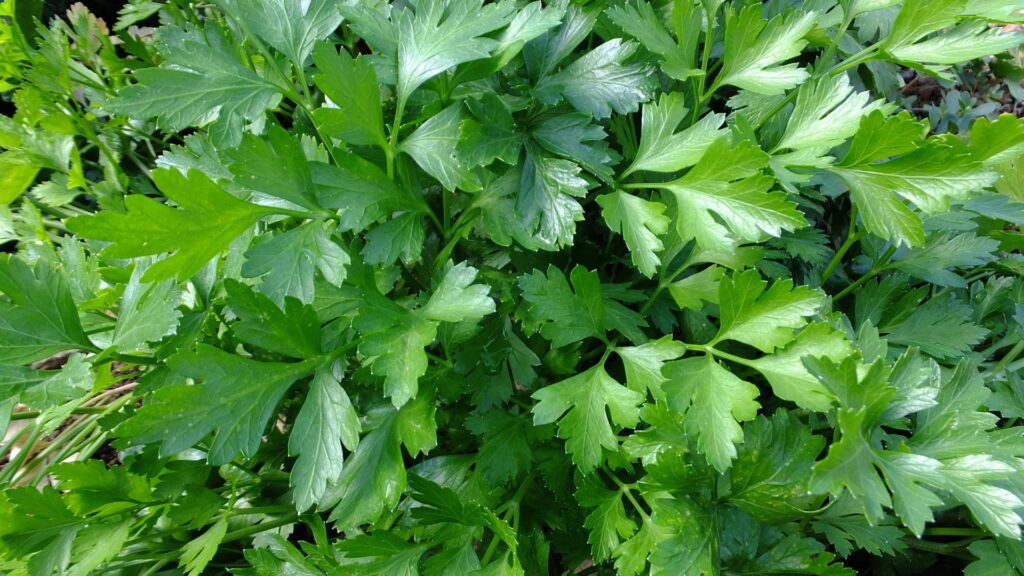 parsley plant
