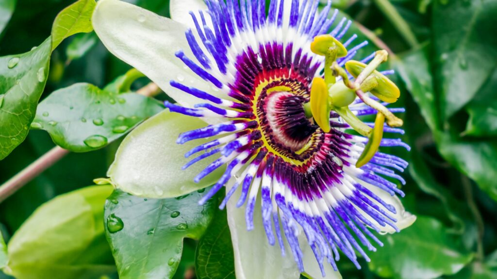passionflower