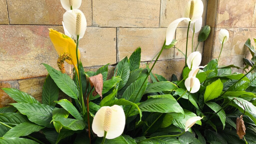 peace lily in bloom