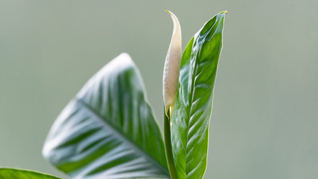 peace lily foliage and flower