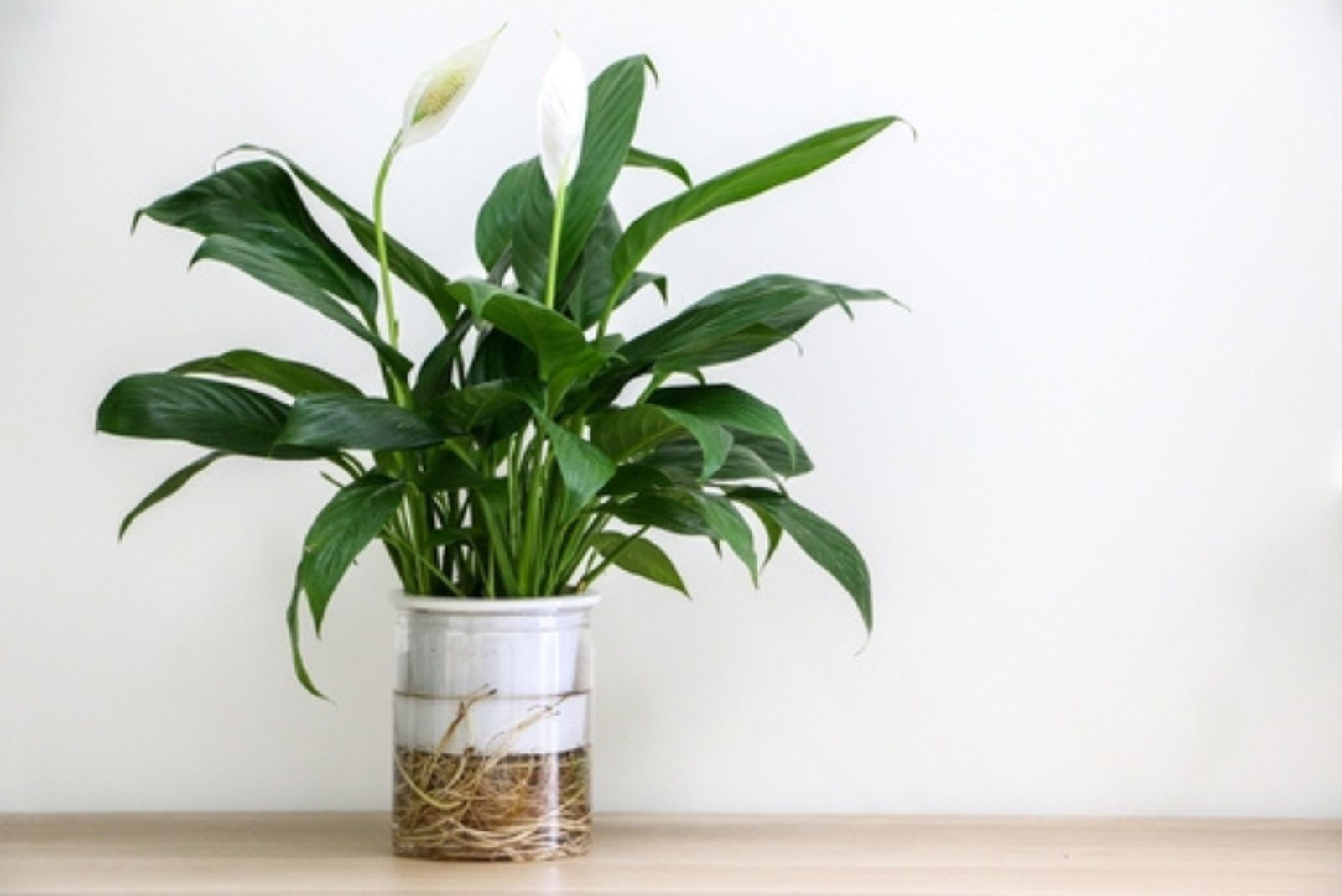 peace lily in pot