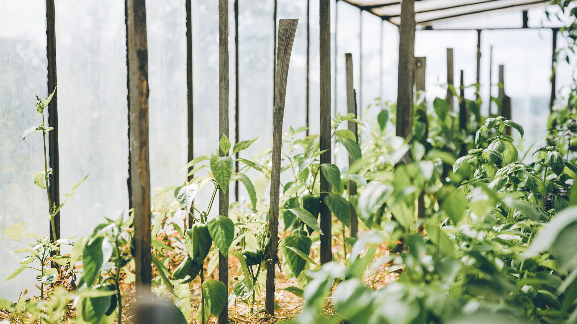 pepper plant plot in a greenhouse