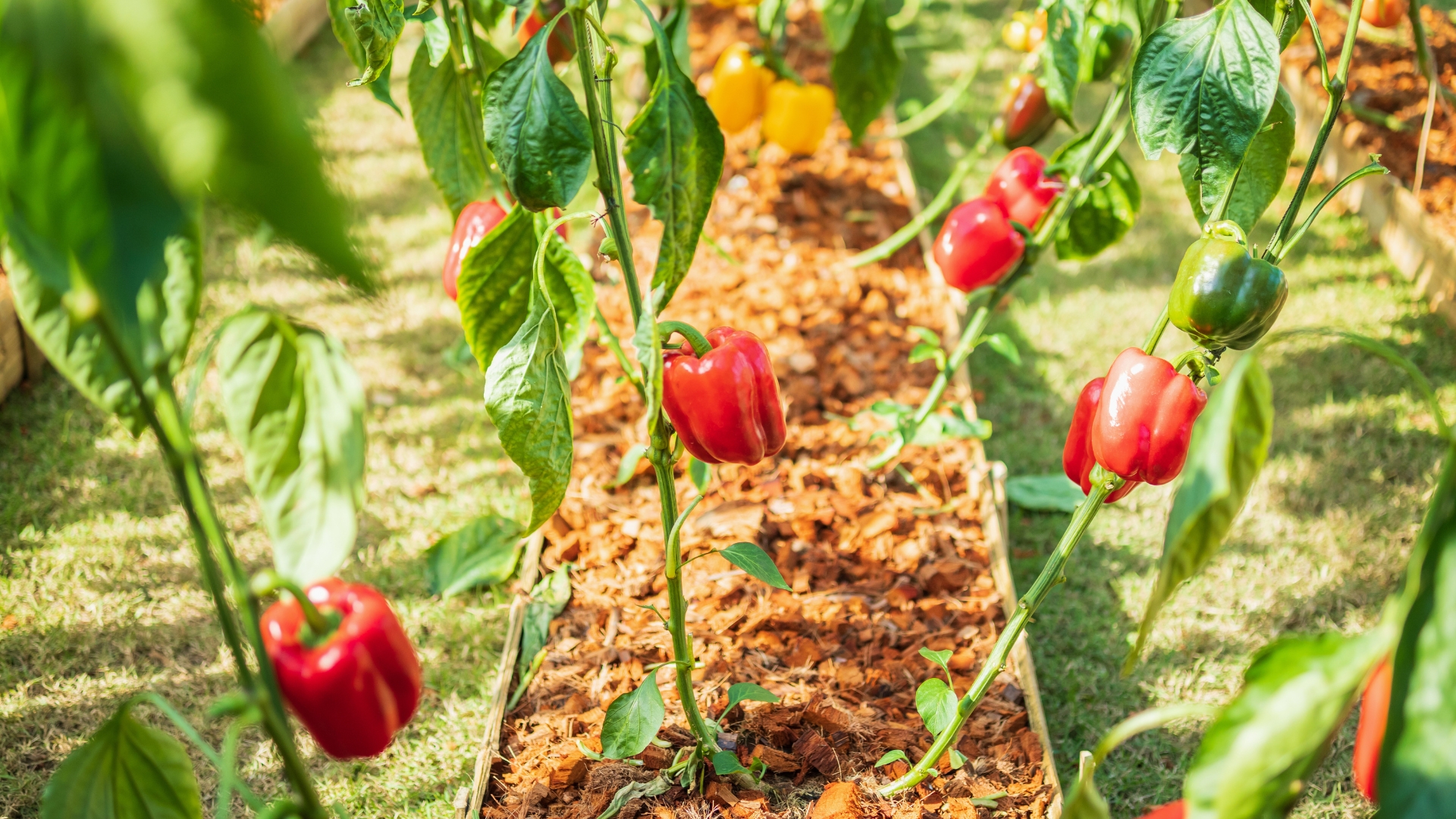 pepper plant plot