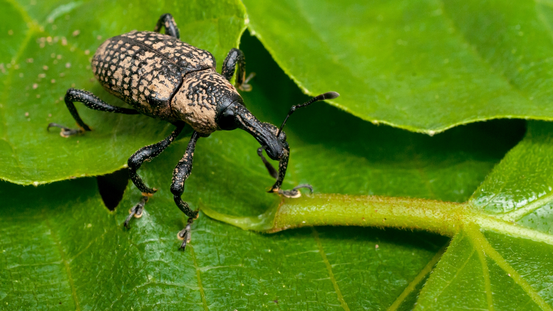 insect feeding on a fig tree leaf