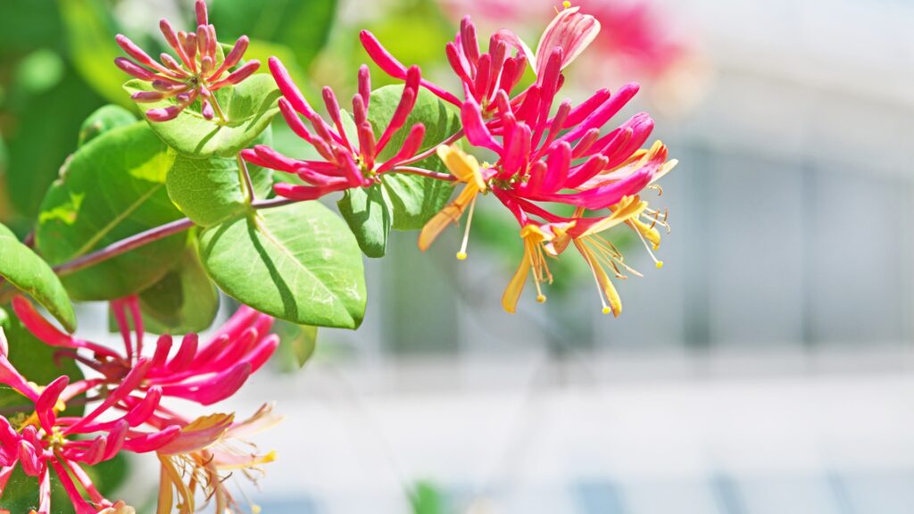 pink honeysuckle plant