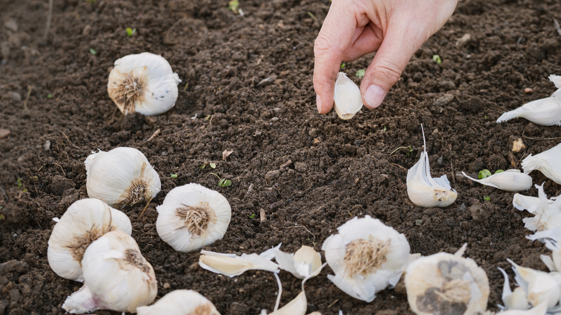 planting garlic cloves