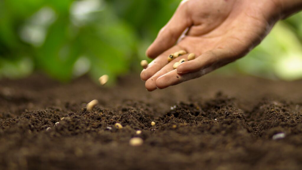 planting seeds