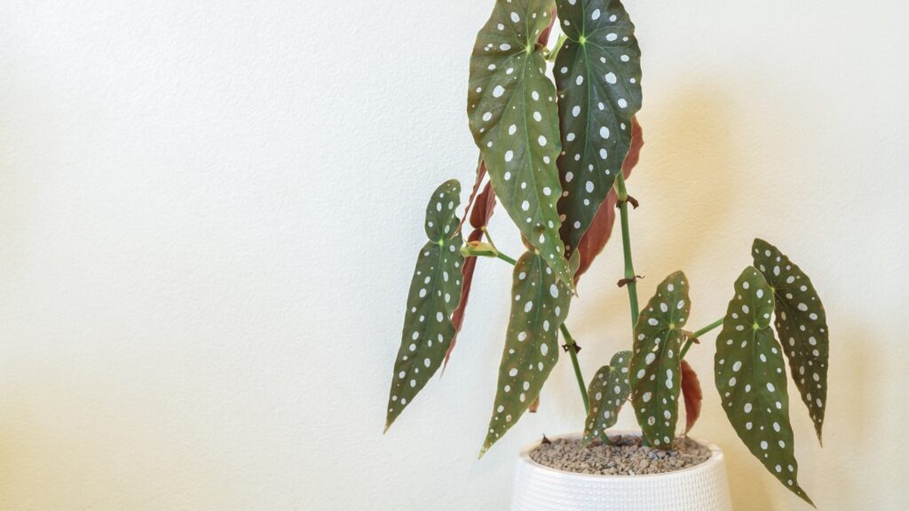 polka dot plant