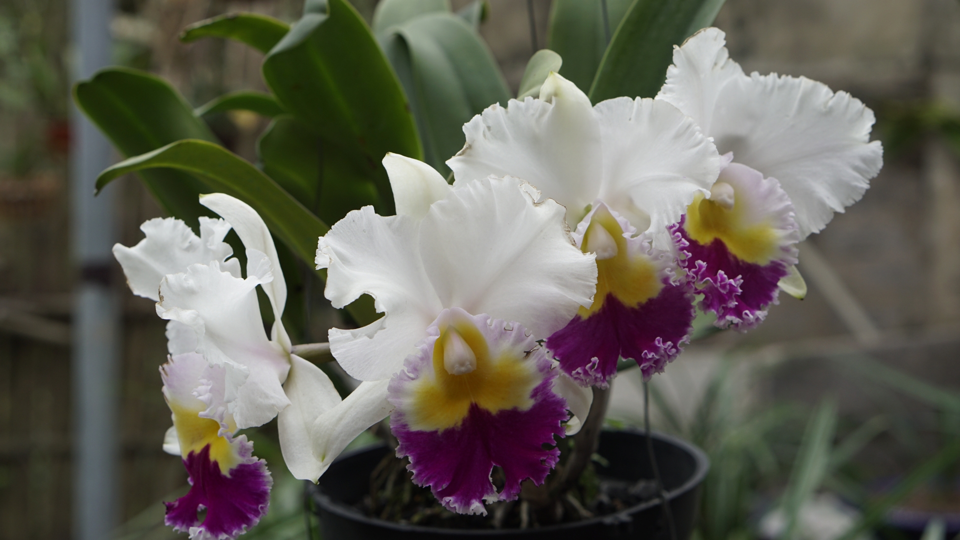 potted cattleya orchid