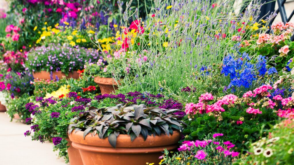 potted plants framing pathway