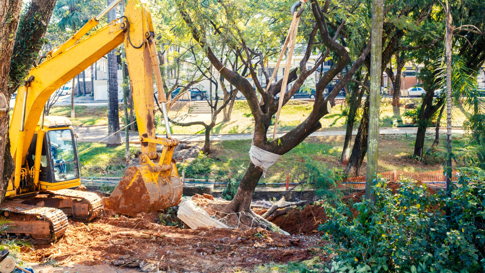 professional removal of tree