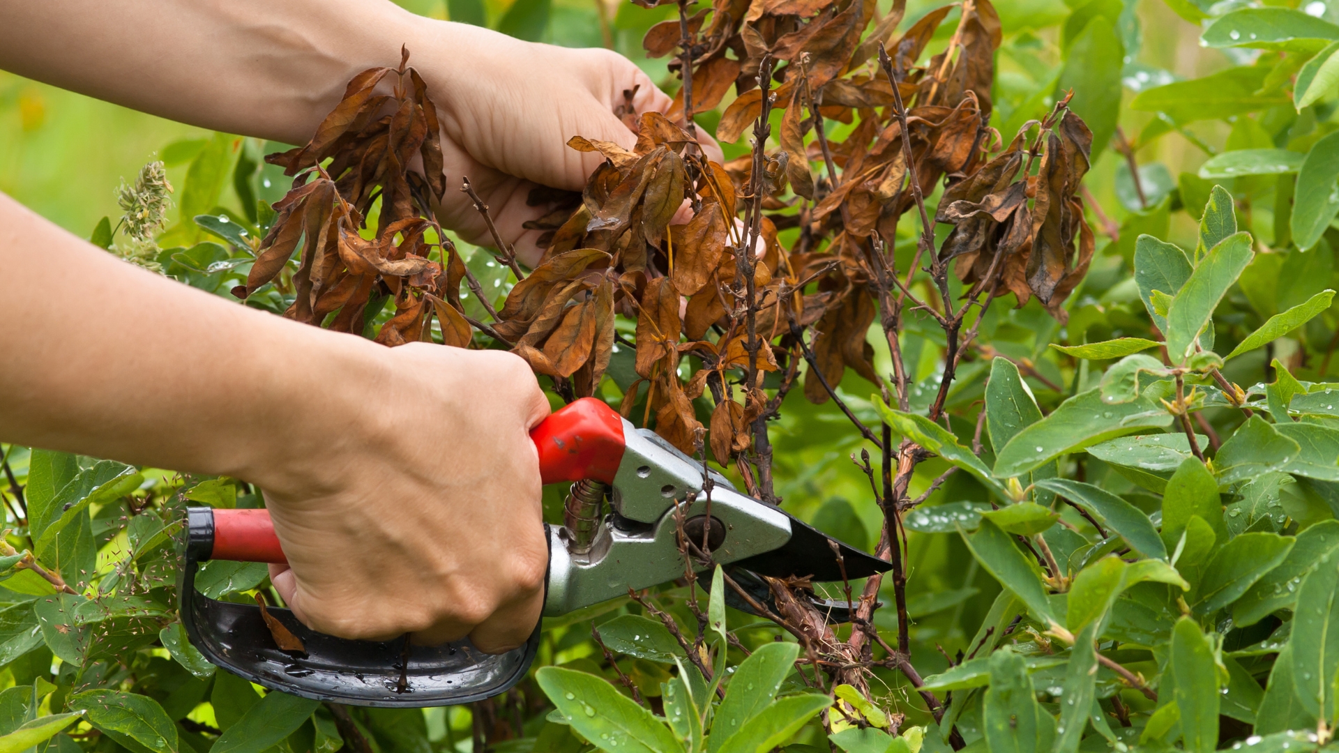 prune honeysuckle