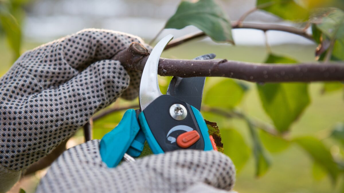 When Is The Perfect Time To Prune Bushes And Shrubs (And How To Do It ...
