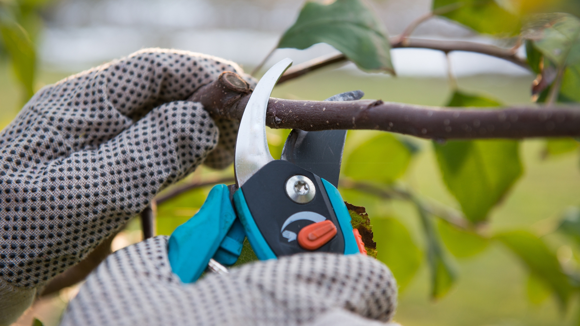 pruning a branch