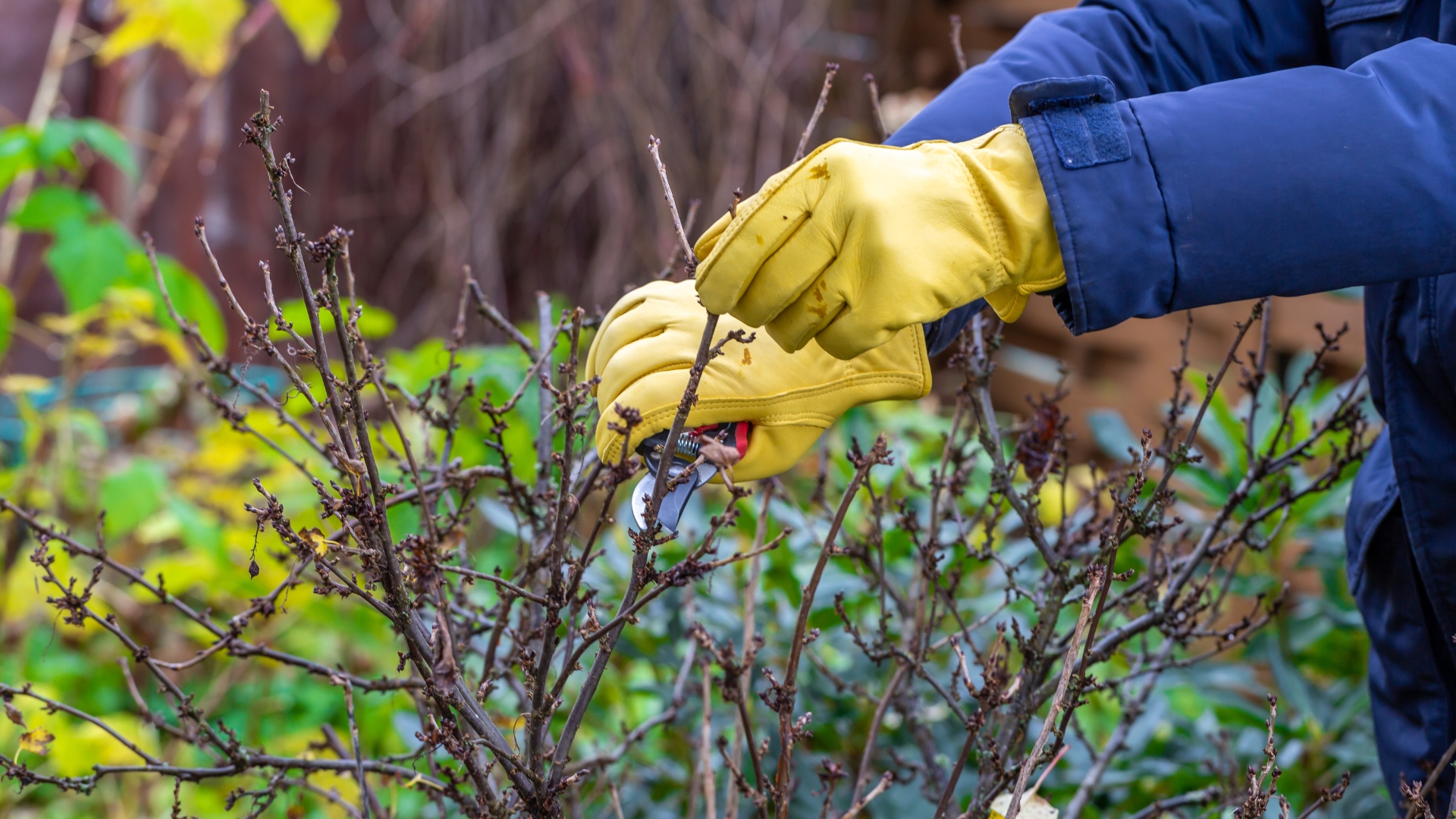 pruning a bush