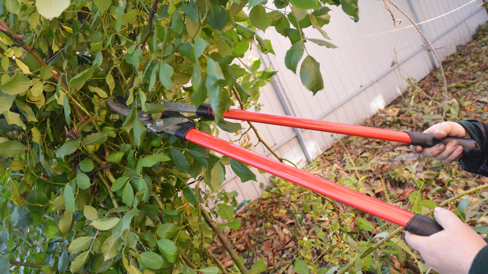 pruning a rose plant