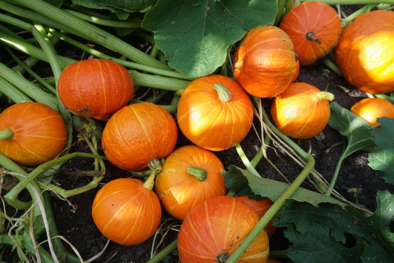 pumpkins in garden