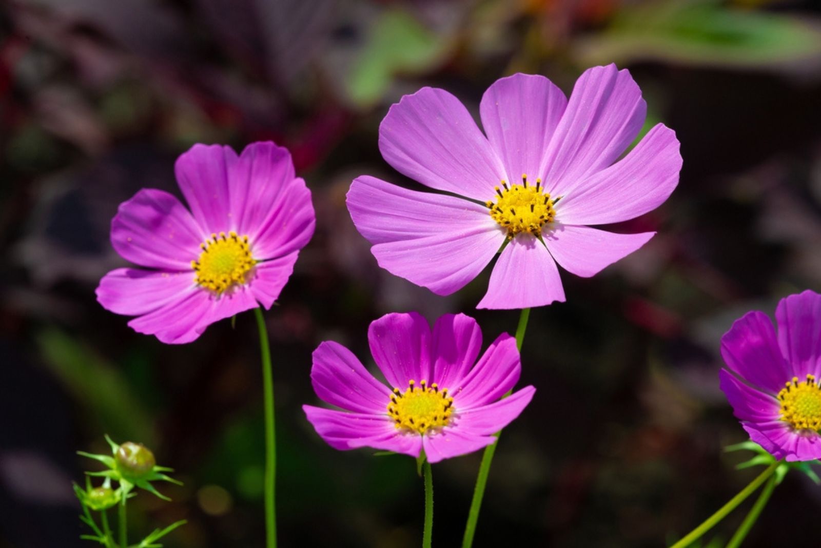 purple cosmos flowers