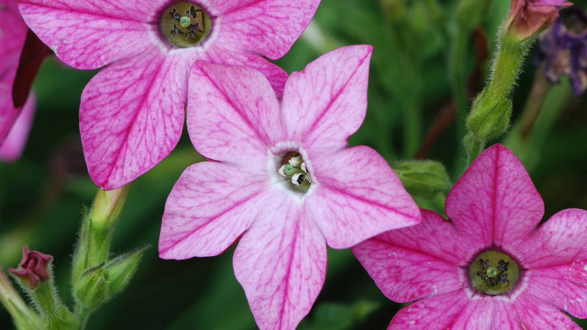 purple flowering tobacco