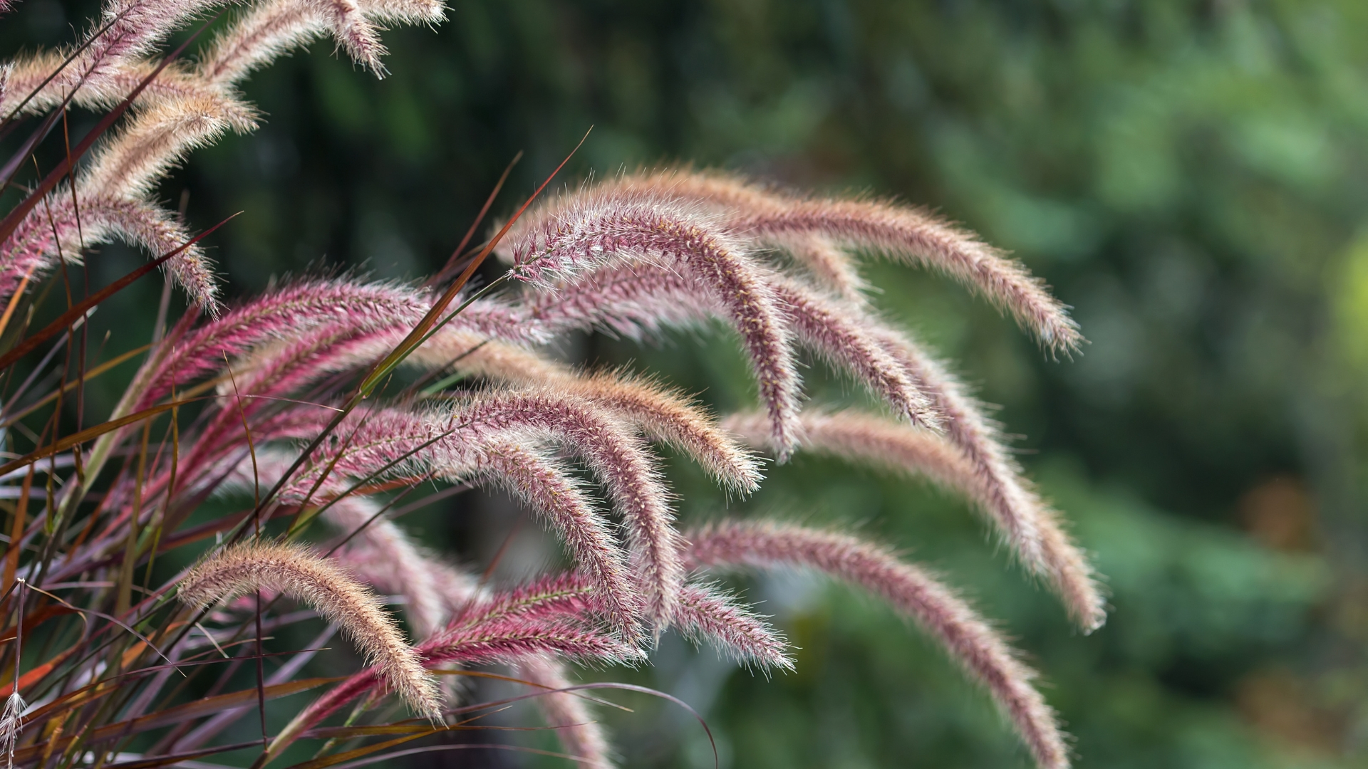 purple fountain grass plume