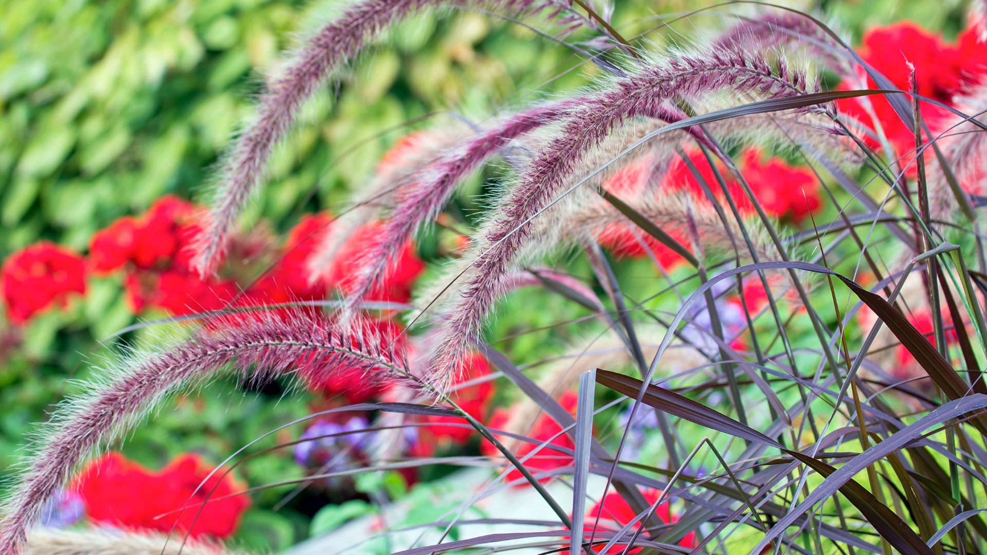 purple fountain grass