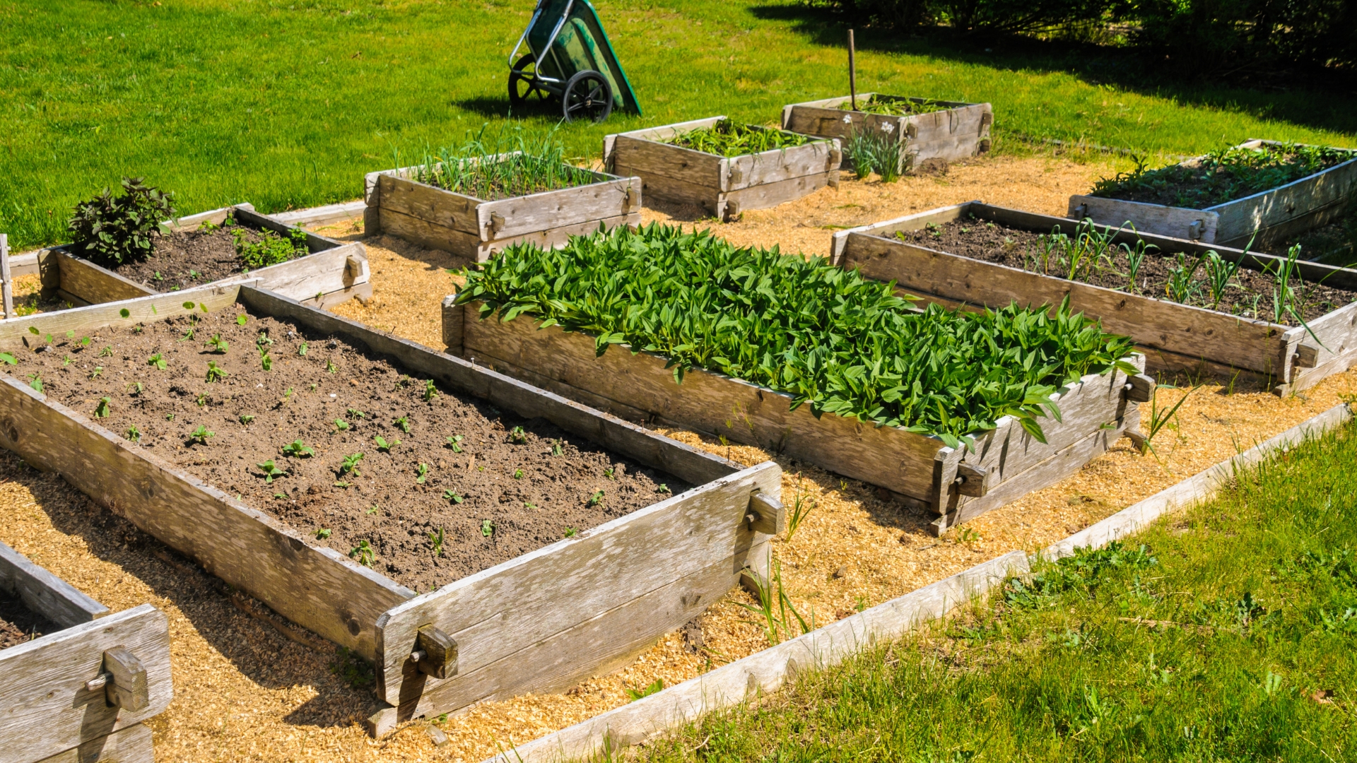 raised bed garden