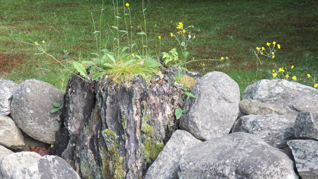 rocks in garden