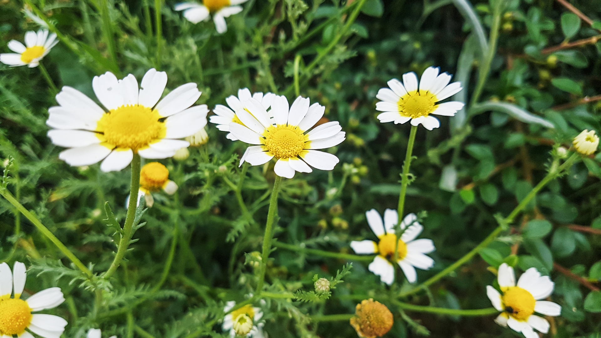 roman chamomile