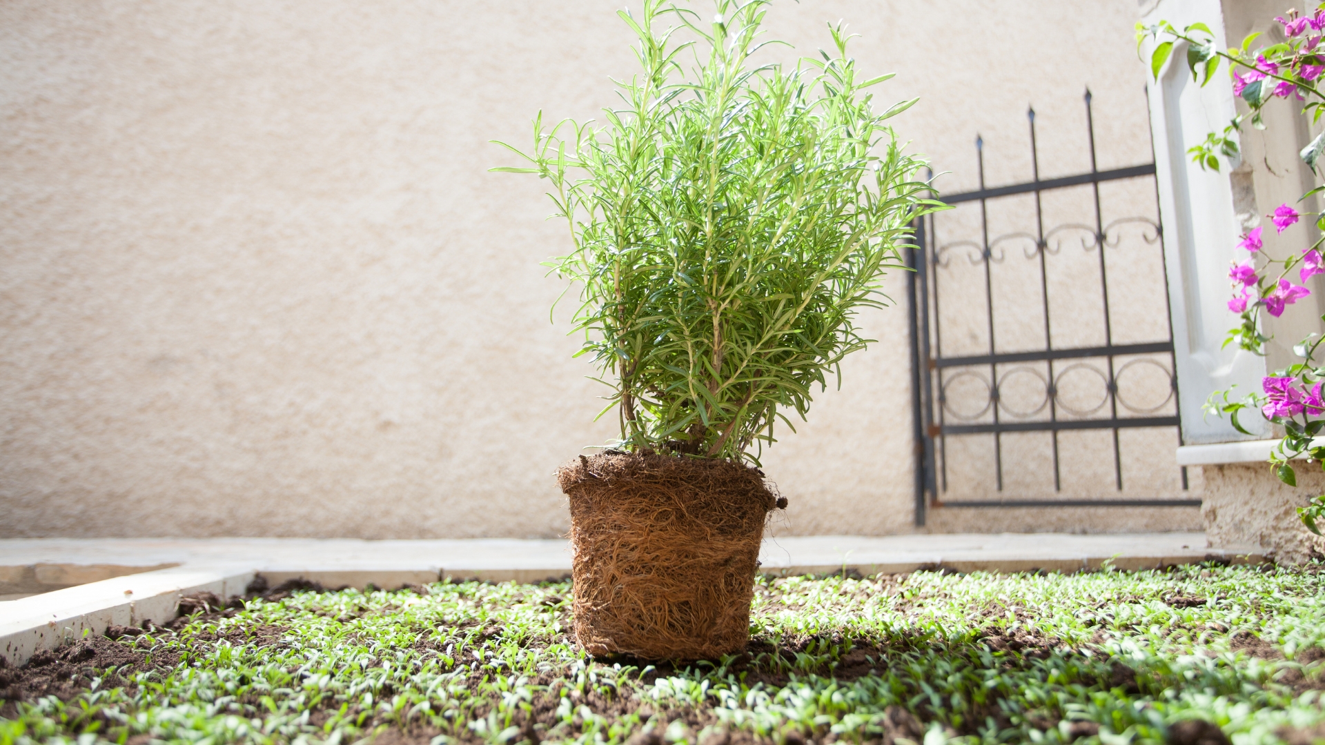 rosemary plant with exposed root system