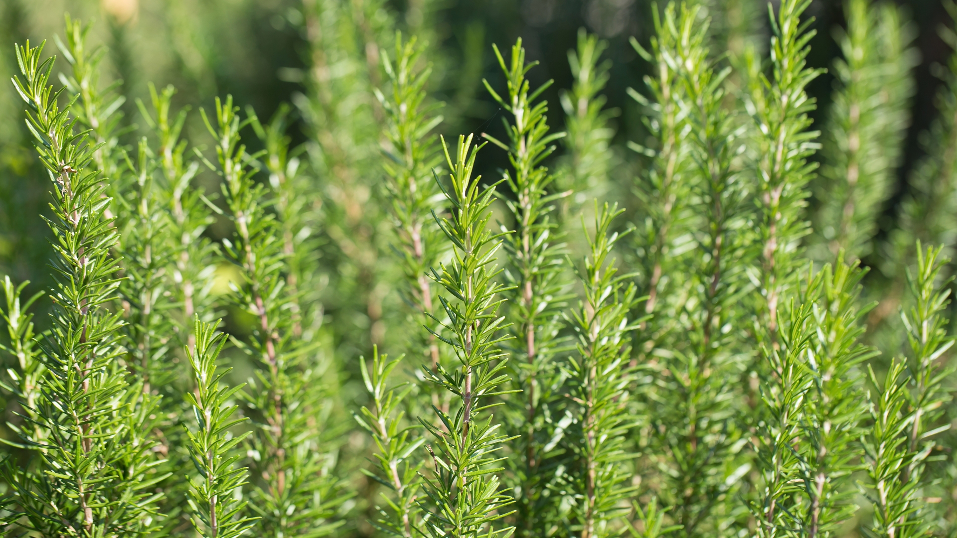 rosemary plant