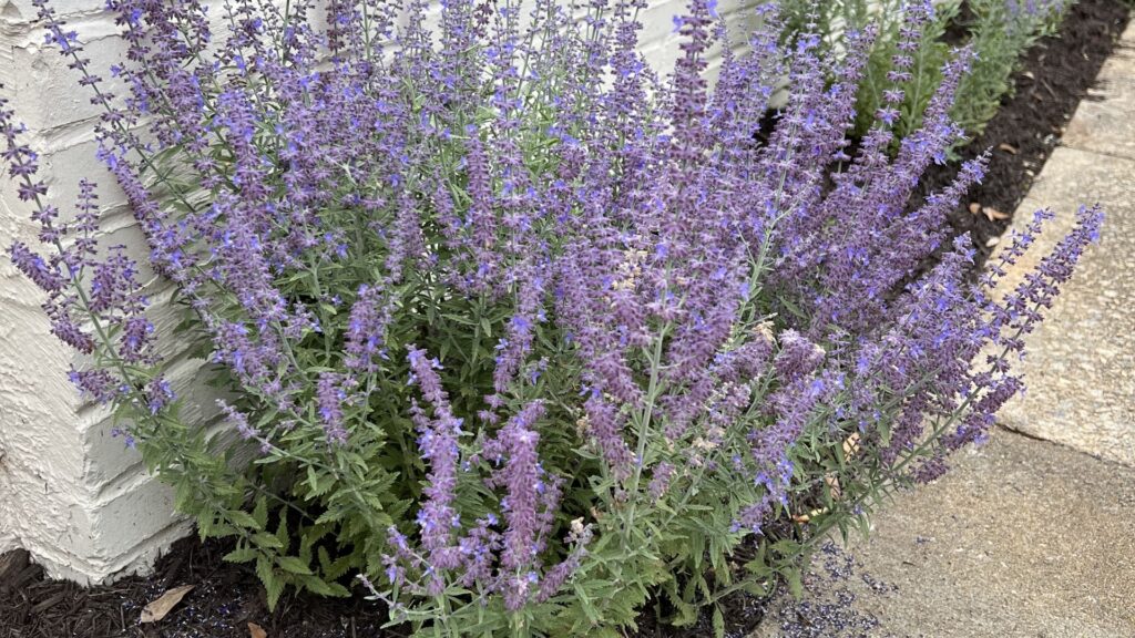 russian sage plant in bloom