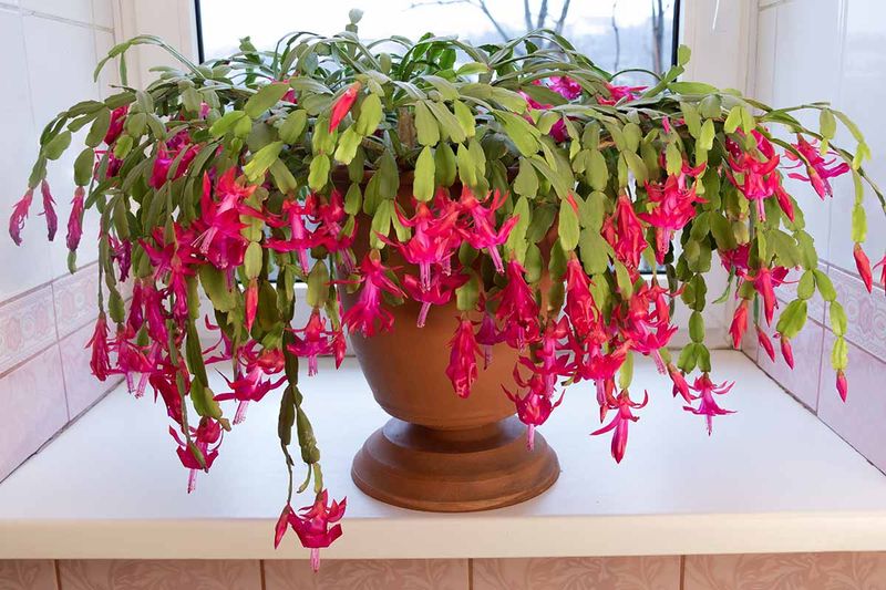 Christmas Cactus