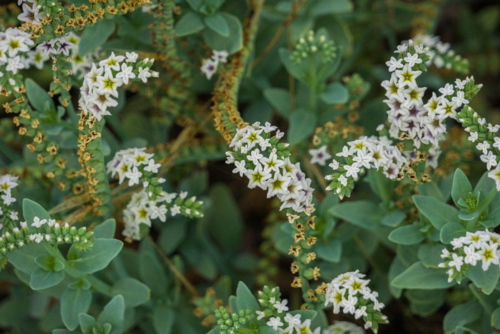 salt heliotrope