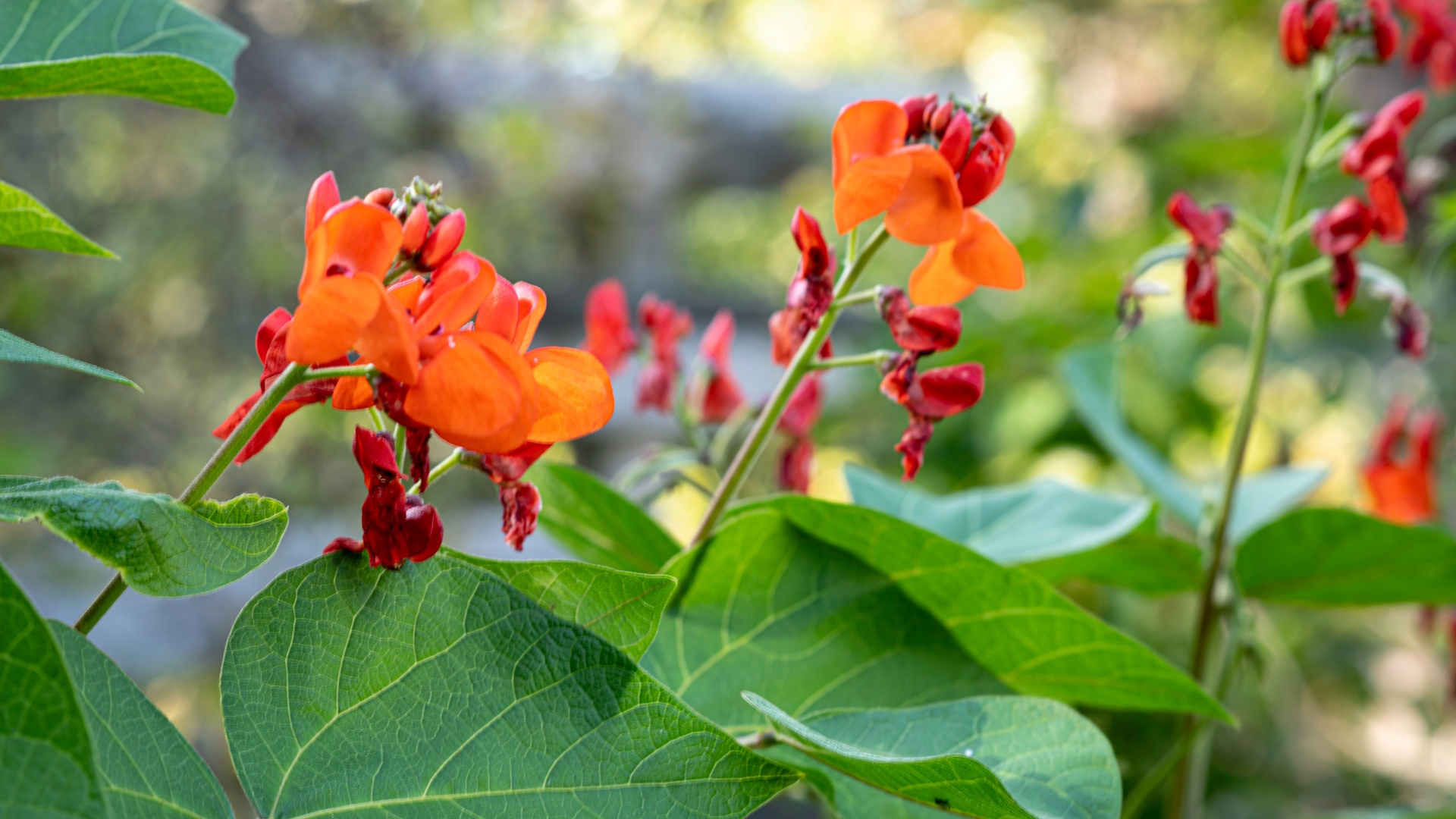 scarlet runner bean bloom