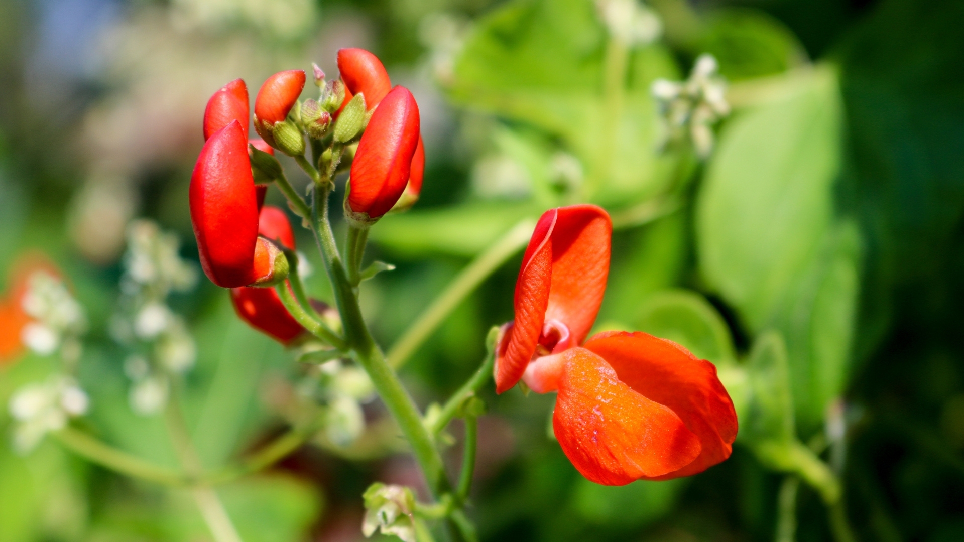 scarlet runner bean blossoms