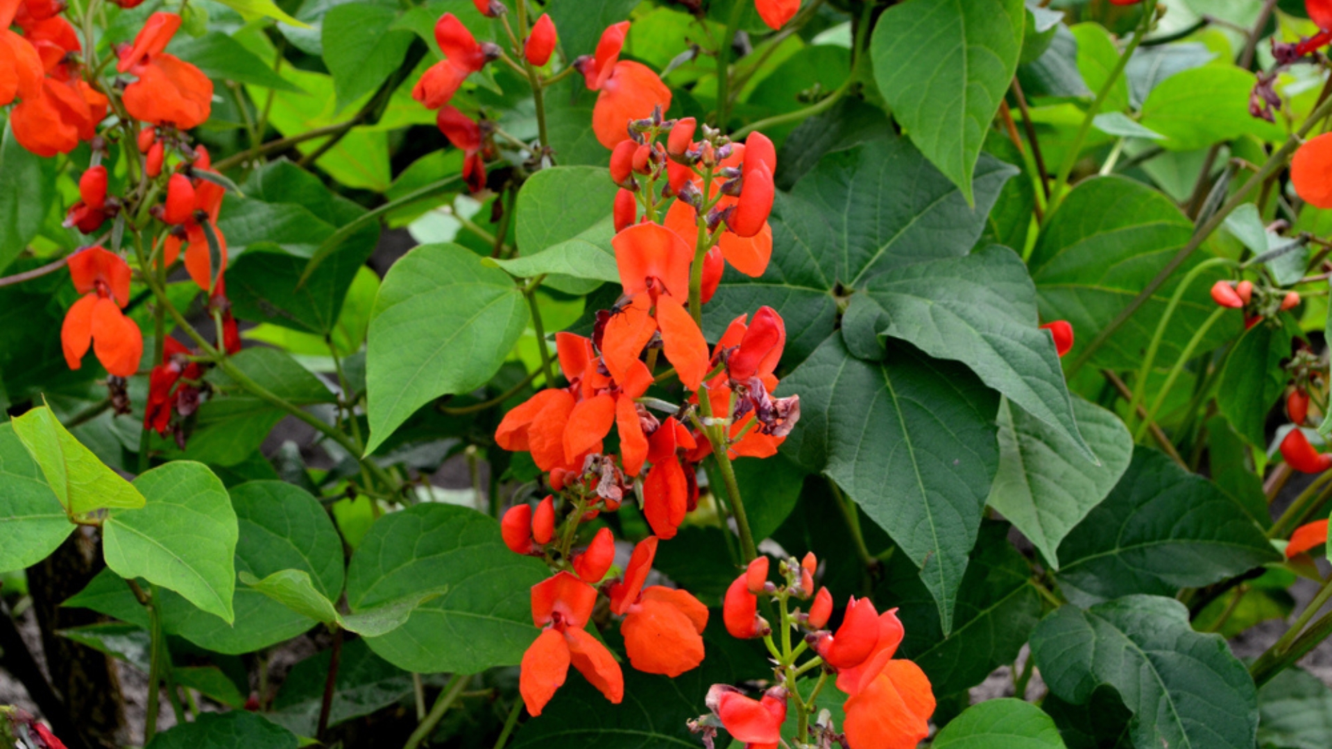 scarlet runner bean in bloom