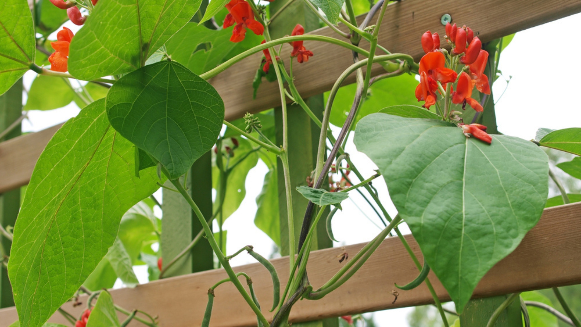 scarlet runner bean on a fence