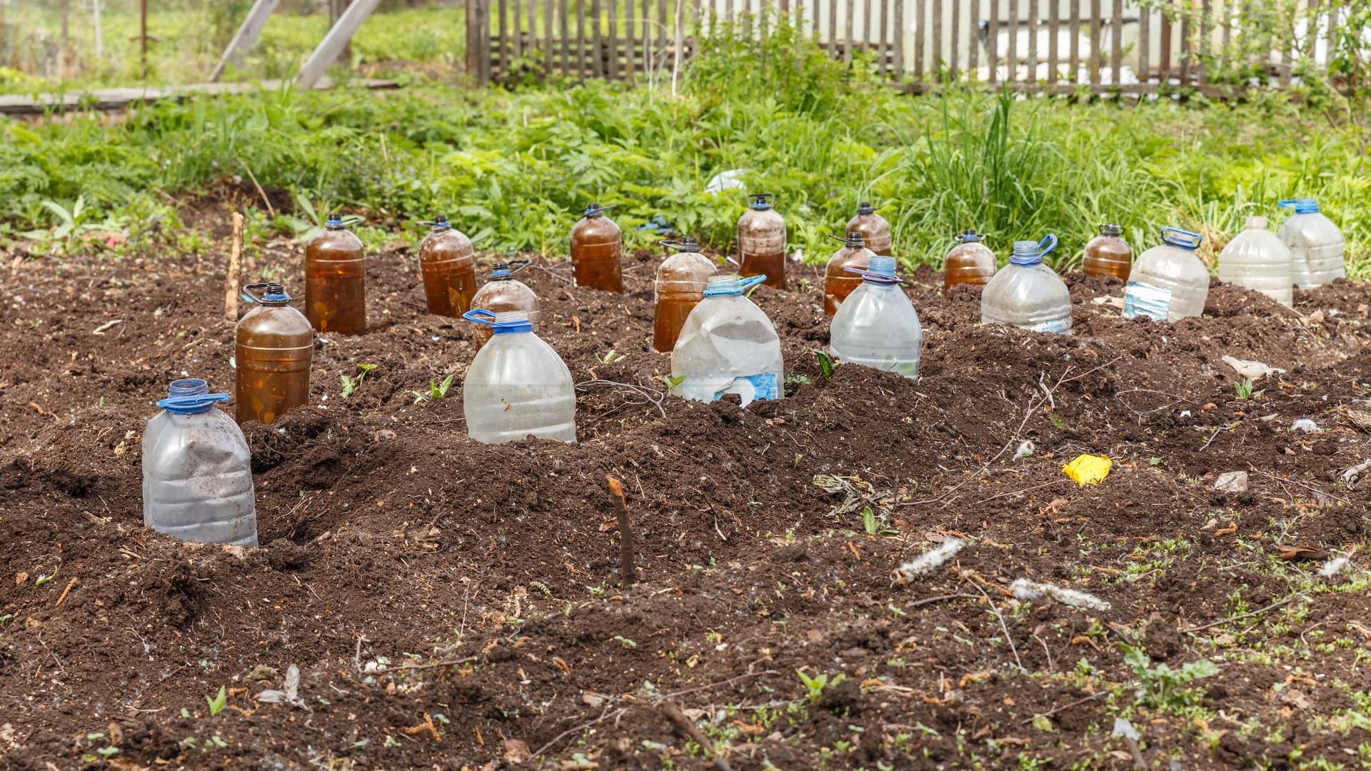 seedling covered with plastic bottles